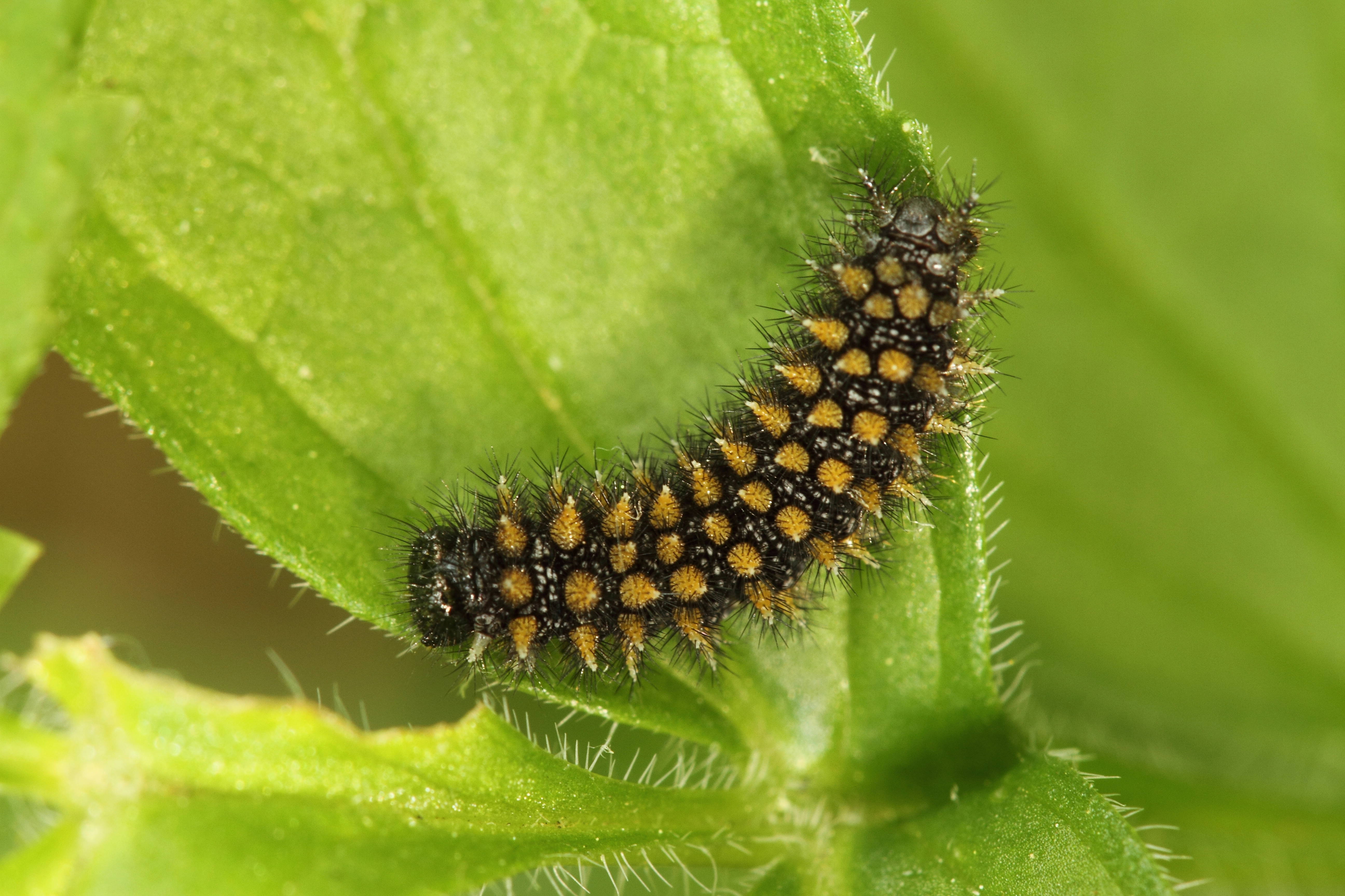 2014 05 20 Mdiamina rups woudparelm062.JPG
